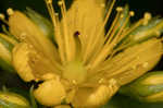 Mountain St. Johnswort